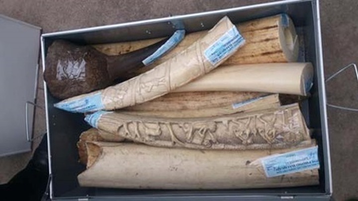 Customs seize ivory from Europe - 1