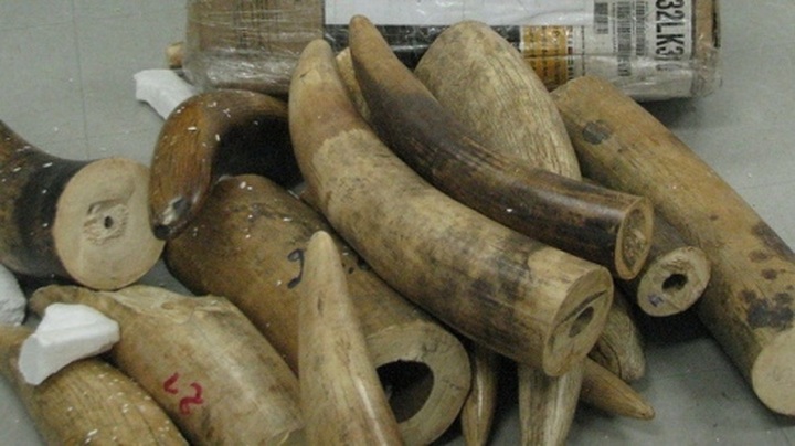 Police seize 137 kilos of ivory from Kenya - 1 Police seize 137 kilos of ivory from Kenya - 1