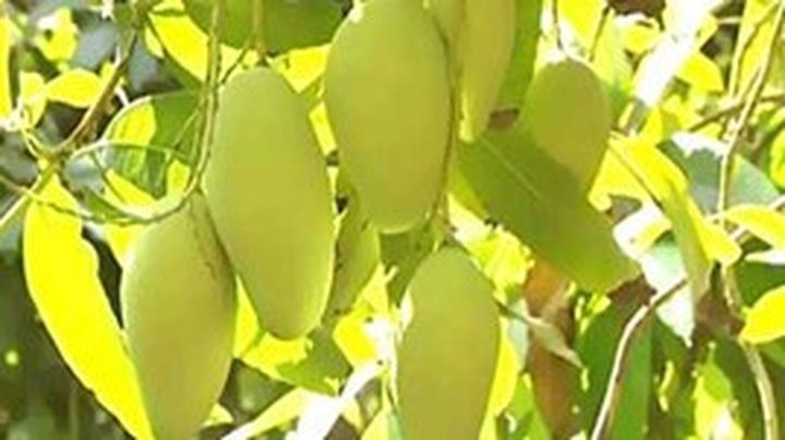 Vietnamese mangoes granted license to enter Japan - 1