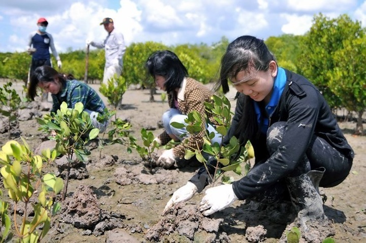 Vietnam to strengthen sustainable forest management - 1 Vietnam to strengthen sustainable forest management - 1