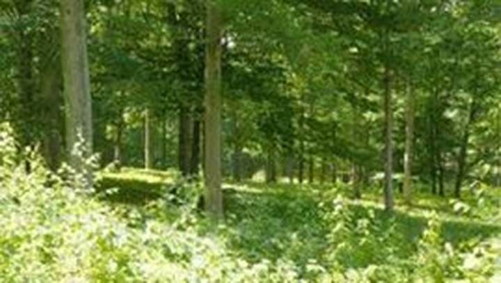 Forum discusses forest adaptation to climate change - 1