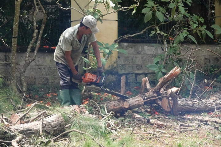 Massive tree cutting in Da Lat for road expansion - 1 Massive tree cutting in Da Lat for road expansion - 1