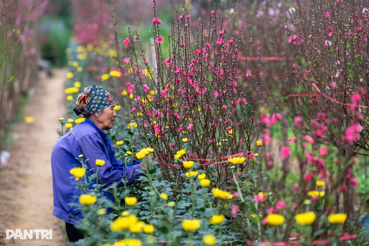 Hanoi peach village bustles ahead of Tet 2026 - 8