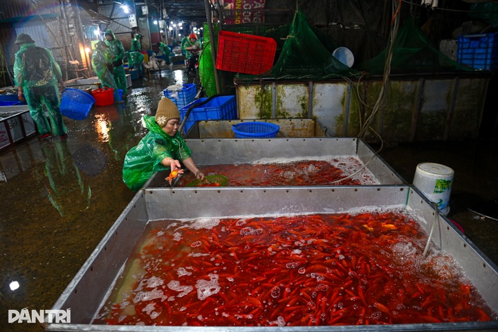 Hanoi’s biggest fish market bustles ahead of Kitchen Gods’ Day - 7 Hanoi’s biggest fish market bustles ahead of Kitchen Gods’ Day - 7