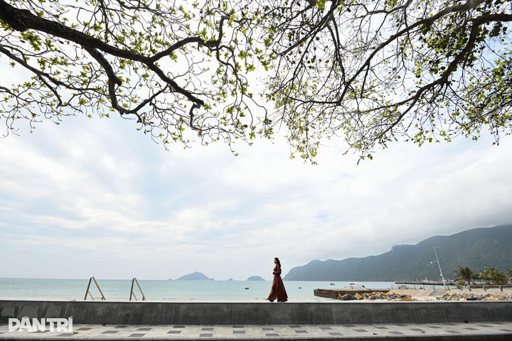 Con Dao stuns visitors as heritage almond trees change leaves - 1