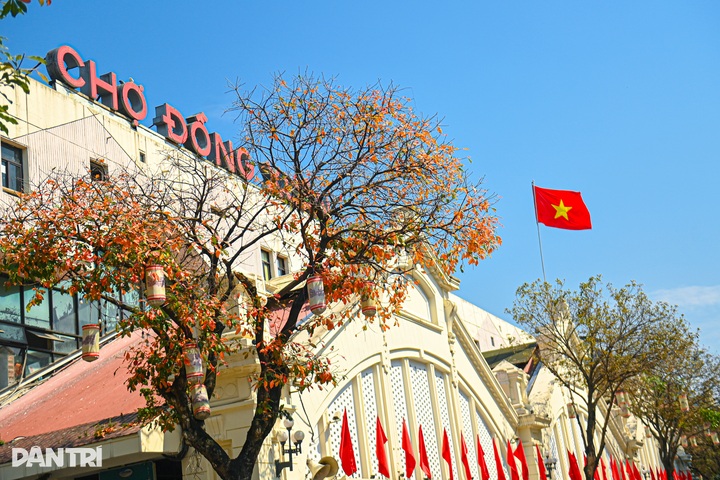 Spring blossoms colour Hanoi streets - 1 Spring blossoms colour Hanoi streets - 1