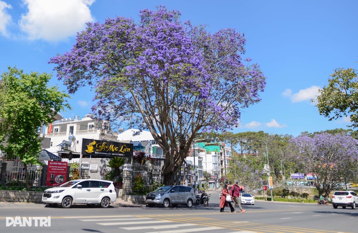 Purple blooms transform Dalat into a romantic draw - 2