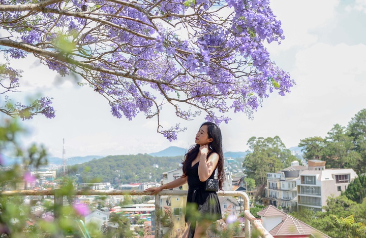 Purple blooms transform Dalat into a romantic draw - 6