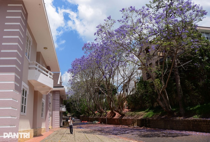 Purple blooms transform Dalat into a romantic draw - 8