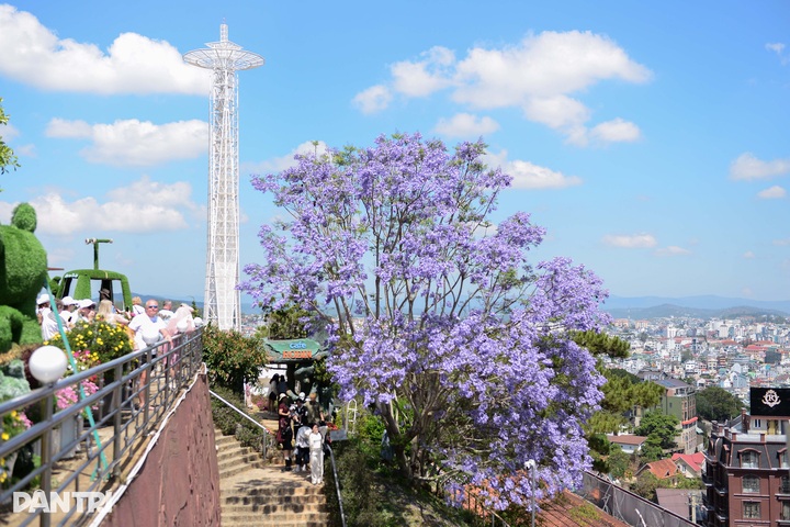 Purple blooms transform Dalat into a romantic draw - 9