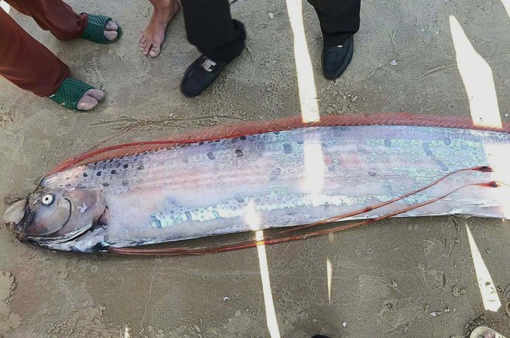 Rare four-metre oarfish washes ashore in Lam Dong - 1