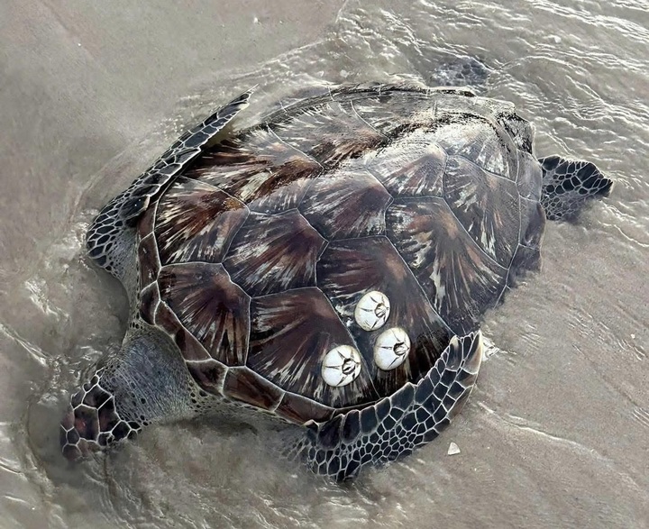 Dead sea turtle washes ashore in Lam Dong - 1