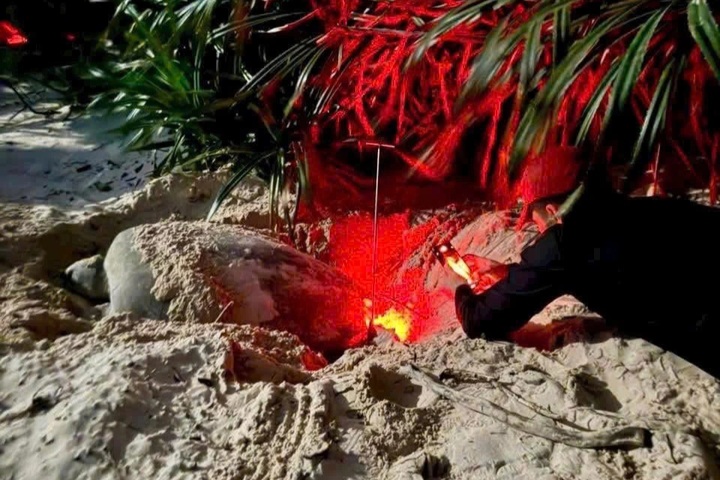 Six mother turtles come ashore to nest in Con Dao in one night - 2