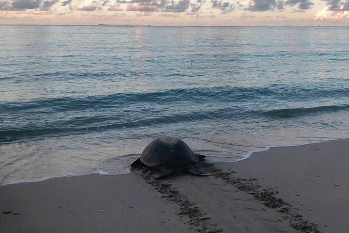 Six mother turtles come ashore to nest in Con Dao in one night - 1