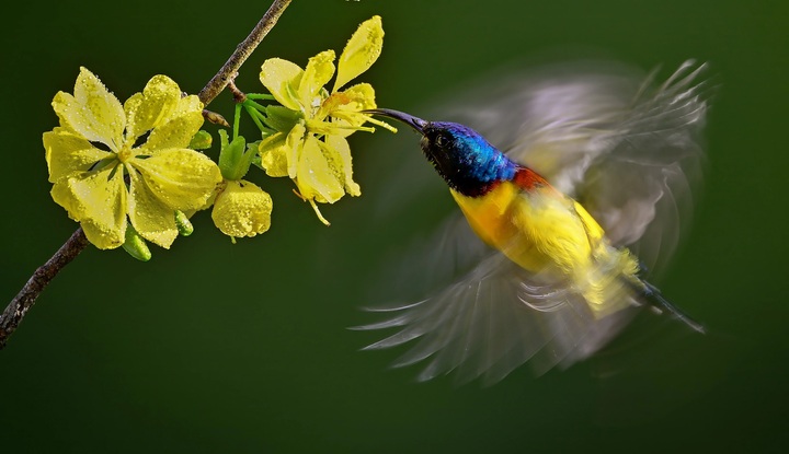Award-winning ‘Spring Colours’ photo contest entries honoured - 7