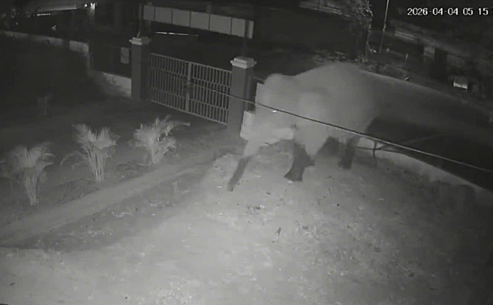 Wild elephant enters school, destroys crops in Son La - 1