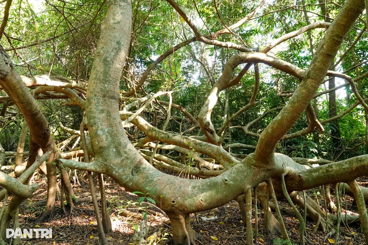 Century old banyan grove in Can Tho draws visitors - 4
