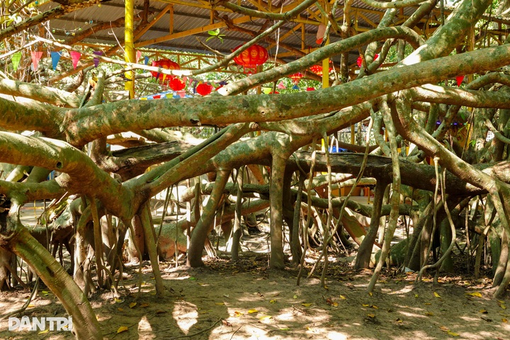 Century old banyan grove in Can Tho draws visitors - 5