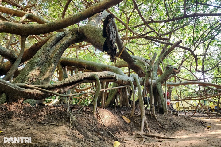 Century old banyan grove in Can Tho draws visitors - 3