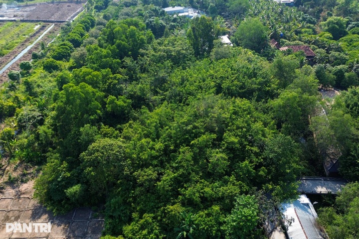 Century old banyan grove in Can Tho draws visitors - 8