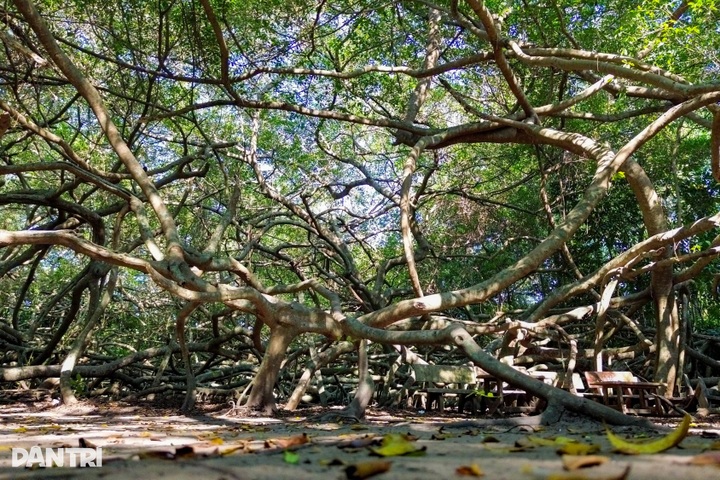 Century old banyan grove in Can Tho draws visitors - 1