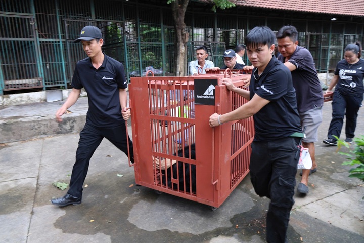 Four rescued bears transferred to Bach Ma National Park - 1