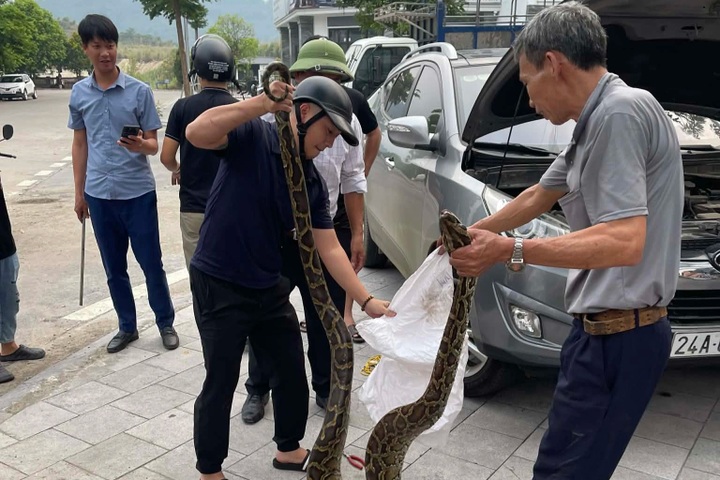 10kg python found under car bonnet in Lao Cai - 2