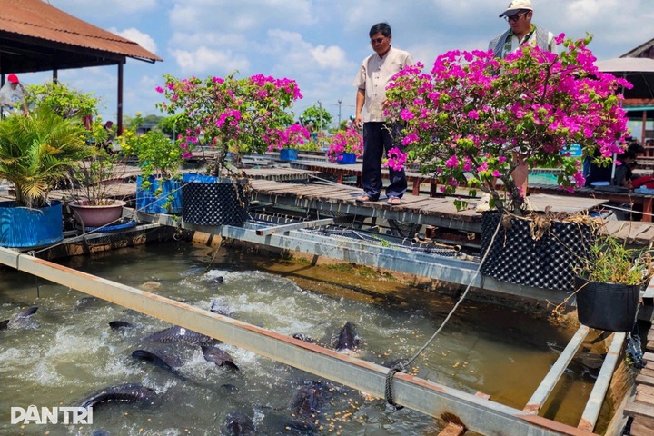 Tourists enjoy koi fish massage on Mekong islet - 2