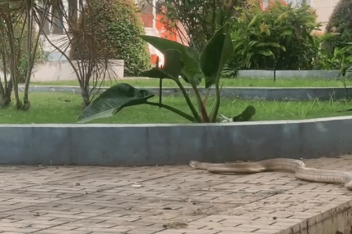Three-metre snake causes panic at Dak Lak hospital - 1