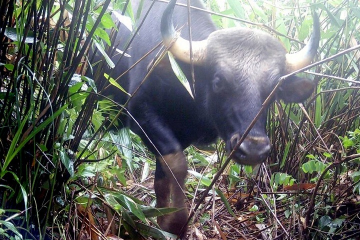 Endangered gaur spotted in Chu Mom Ray National Park - 1