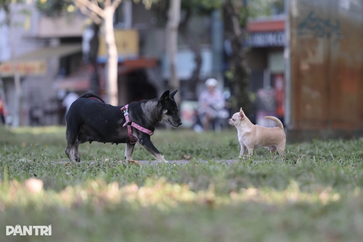 Unmuzzled, stray dogs persist in HCM City despite penalties - 9