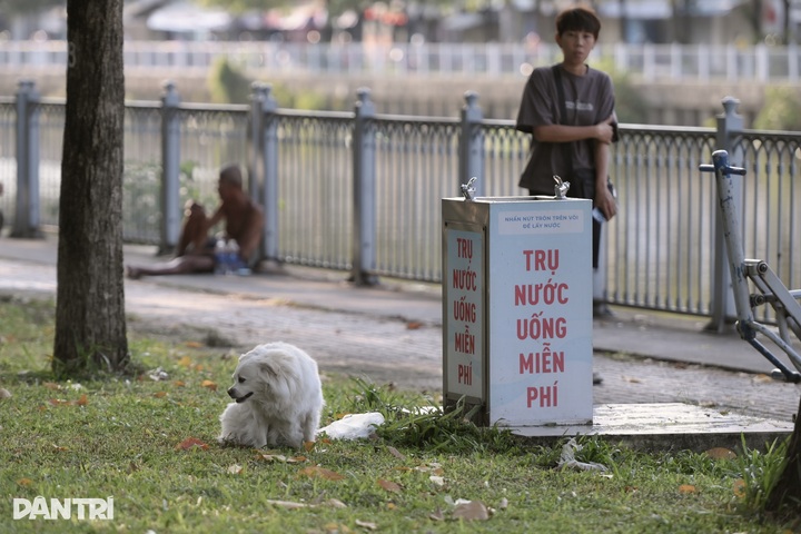 Unmuzzled, stray dogs persist in HCM City despite penalties - 10