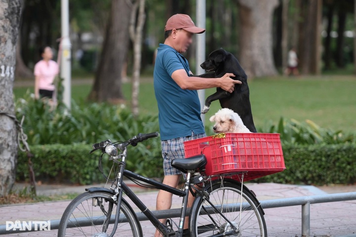 Unmuzzled, stray dogs persist in HCM City despite penalties - 2
