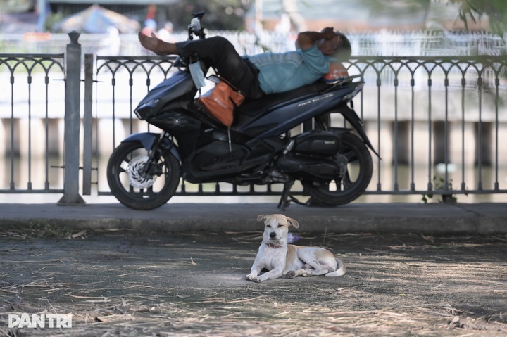 Unmuzzled, stray dogs persist in HCM City despite penalties - 11
