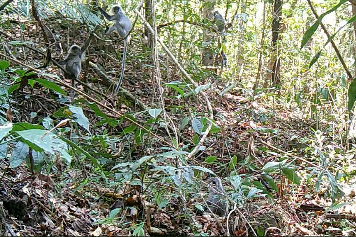 Rare silvered langurs return to Quang Ngai park - 1