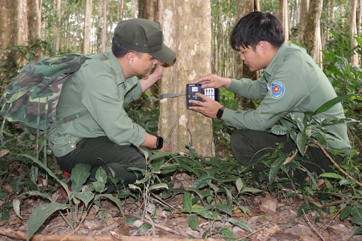 Rare silvered langurs return to Quang Ngai park - 2