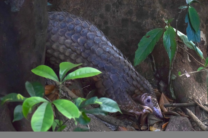 Nine rescued pangolins released into Hue forest - 1