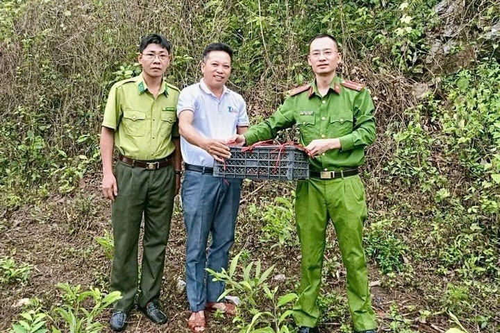 Rare pygmy slow loris found inside home in Nghe An - 1