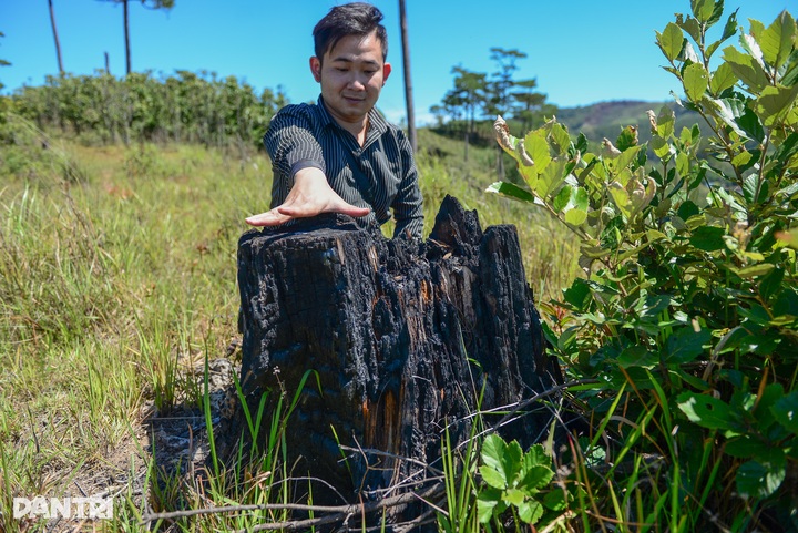 Hundreds of pine trees felled in suspected land division case - 7