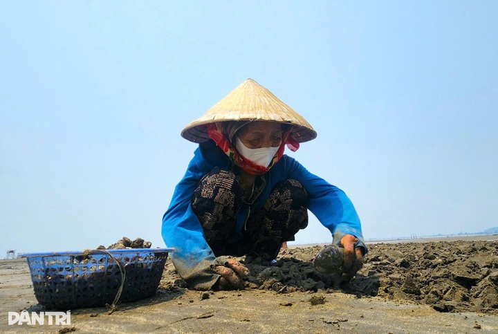 Clam harvesters brave tides for a living in Nghe An - 2