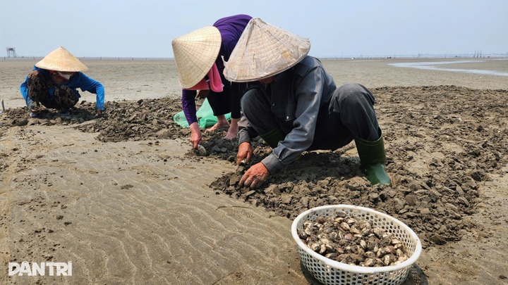 Clam harvesters brave tides for a living in Nghe An - 3