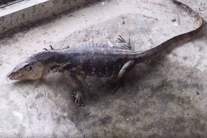 Rare water monitor found at construction site in HCM City - 1