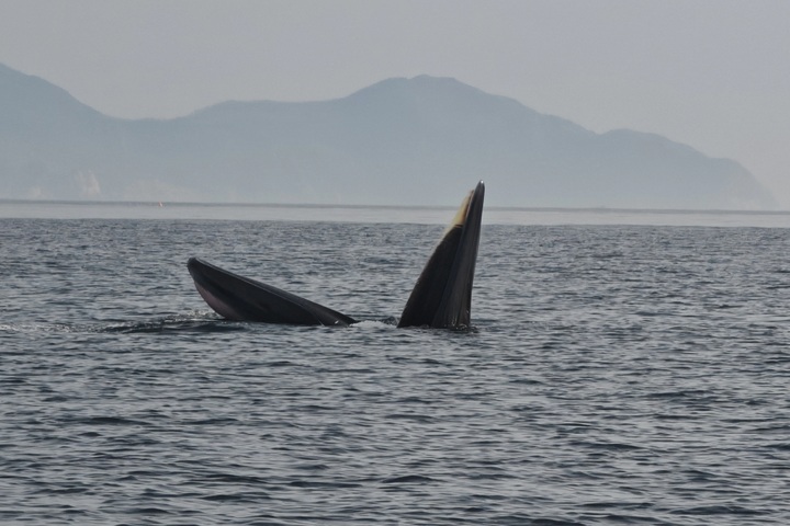 Dak Lak warns against close range whale chasing for photos - 3