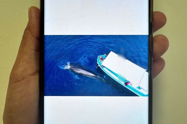 Dak Lak warns against close range whale chasing for photos - 1
