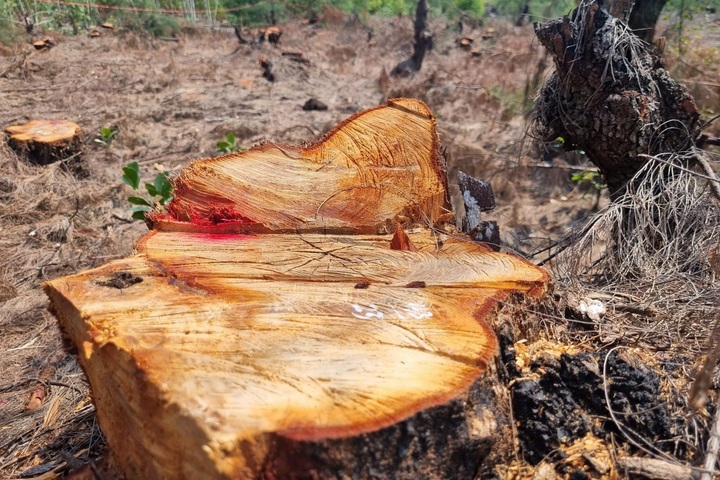 Hundreds of trees illegally cut down in coastal protection forest - 1