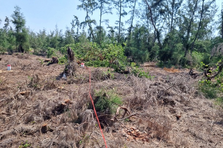 Hundreds of trees illegally cut down in coastal protection forest - 2