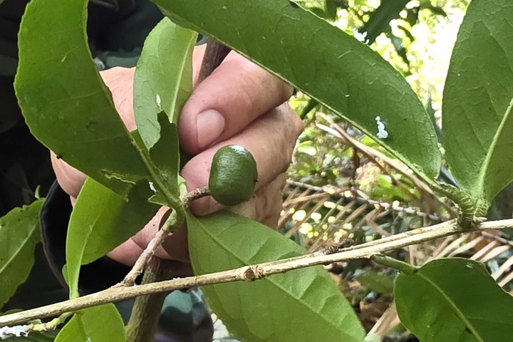 Rare century old tea forest discovered on Dak Lak mountain - 2