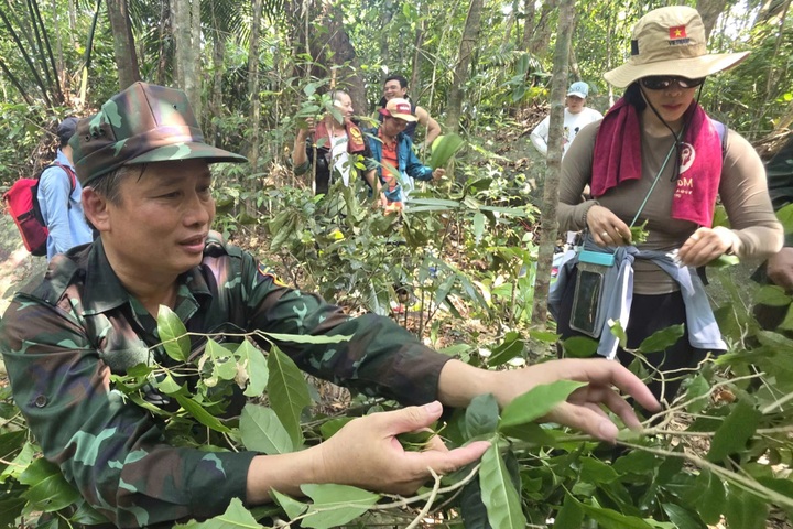Rare century old tea forest discovered on Dak Lak mountain - 3