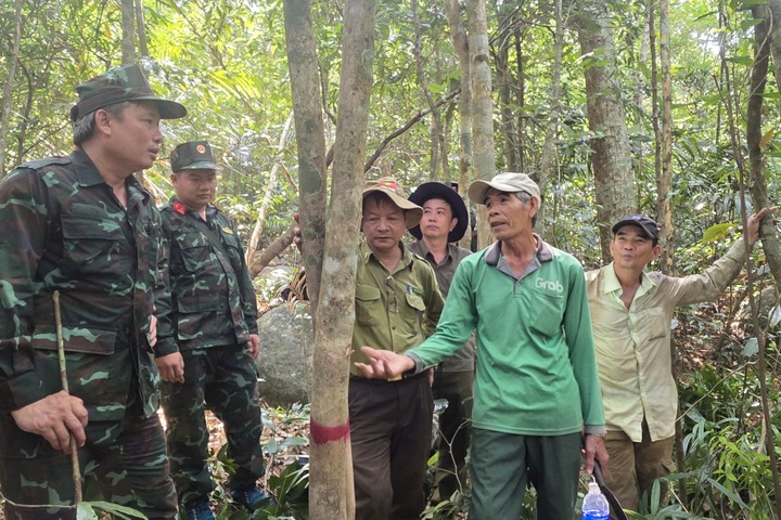 Rare century old tea forest discovered on Dak Lak mountain - 1