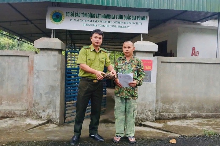 Rare endangered turtles found and rescued in Nghe An - 2